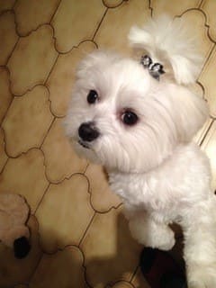 maltese-rounded-face-cut 